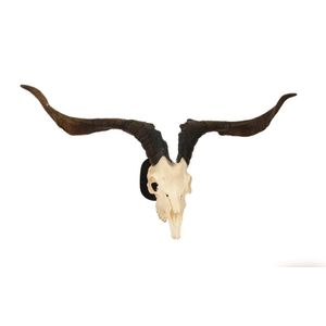 A feral goat skull and horns with Euro shield, metal wall…