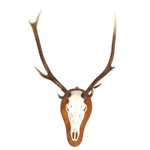 A red deer antlers and skull mount on shield, eight points.