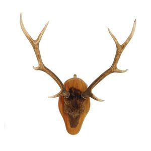 A Sika deer antlers and skull top mount on rimu shield board,…