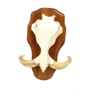 A warthog skull and tusk mounted on rimu shield, large size.