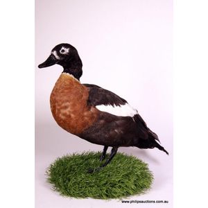 A mountain duck, or Australian Shelduck (Tadorna Tadornoides),…