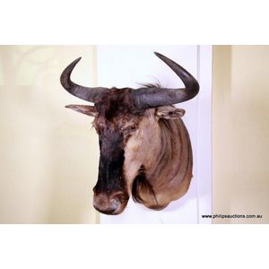 An African blue Wildebeest (Connochaetest Taurinus), a right…