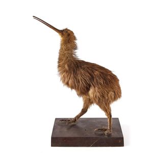 Early taxidermy kiwi. Freestanding kiwi on a wood base. Length…