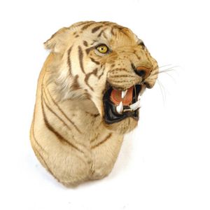 An impressive c.1940 taxidermy large Indian Bengal tiger's head,…