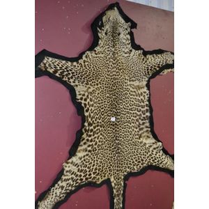 Antique leopard skin rug on velvet felt padding, 2.13 metres