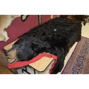 Huge bear skin rug mounted on red felt padding, head mounted…