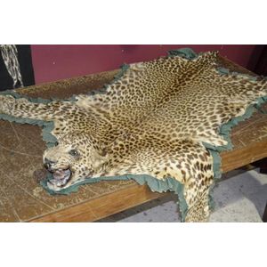 Taxidermy antique 2 metre leopard skin rug, head mounted on…
