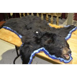 Antique baby black bear head, mounted on blue felt, 1.65 metres…