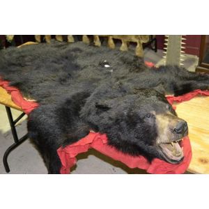 Antique black bear, head mounted rug on red felt, 1.8 metres…