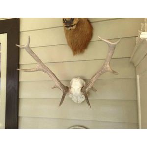 Two deer skulls with antlers, three horns and two a top, approx.…