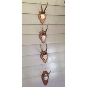 A set of eight deer skull and antlers, French, 19th century,…
