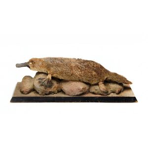 Taxidermied Platypus: Late 19th century to Early 20th century…