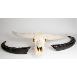 A Water Buffalo skull & horns of impressive proportions…