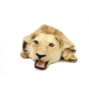 A vintage lion skin rug, the head with glass eyes, backed onto…