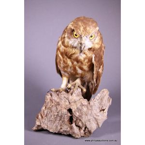 An antique bobook owl (Ninox Novaeseelandiae), the small…