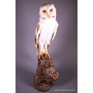 An antique European barn owl (Tyto Alba), the taxidermic owl…