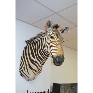 Taxidermy zebra head, approx 83 cm high, 40 cm wide, 80 cm deep