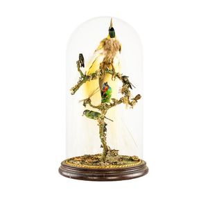Taxidermy bird of paradise, together with three other birds…