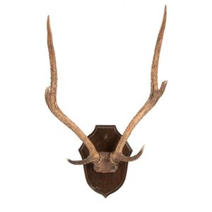 A pair of deer antlers and skull on carved wooden shield,…