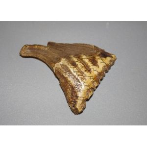 Prehistoric mammoth tooth, sliced through centre and polished,…