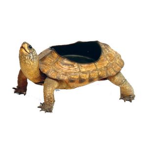An old taxidermy small tortoise with bowl back, its shell with…