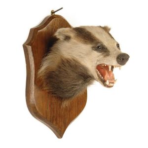 A taxidermied badger's head, open snarling mouth showing tongue…