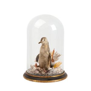 Lot 329 - Taxidermy: a Victorian taxidermist's