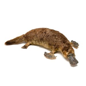 Taxidermied Platypus, early 20th century. With facsimile hand…
