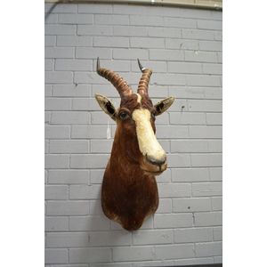 Taxidermied reedbuck antelope head, approx 65 cm in length