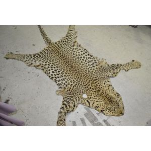 Rare African 2.5m leopard skin rug, whiskers intact, never…