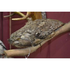 Antique taxidermy Tawny Frogmouth owl 'Prone on a Branch'