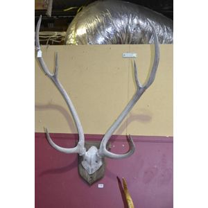 Antique 6pt Deer Skull Trophy - Natural History - Industry Science ...