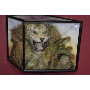 An antique taxidermy tiger's head in a display case decorated…