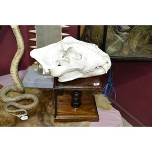Antique large Victorian tiger skull on wooden trophy stand,…