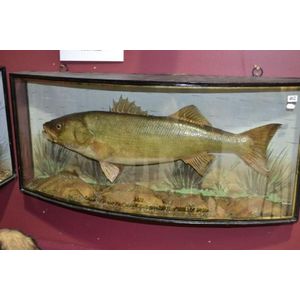 Victorian taxidermy Bass fish in glass fronted display case…