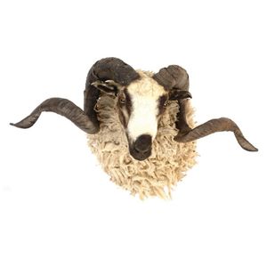 A white Merino taxidermy ram, white knotted wool, white and…