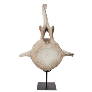 Large sperm whale vertebrae, c. 1900, on black metal stand,…