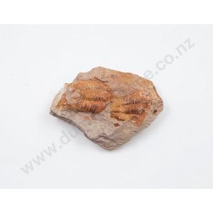 An ammonite from the Paleozoic era, 11 cm length
