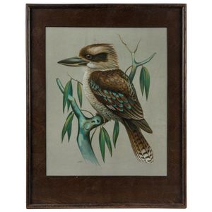 An antique Kookaburra lithograph in original frame, 19th/20th…
