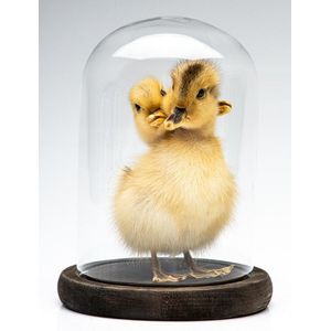 A taxidermied three headed duckling in display cloche, height…