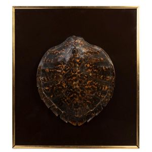 Y, A framed Hawksbill turtle shell, 44 x 40 cm