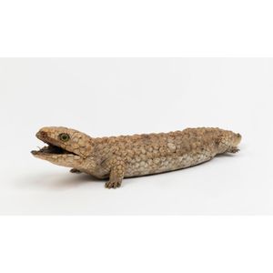 A taxidermied Shingleback Lizard, Australia, 32 cm long