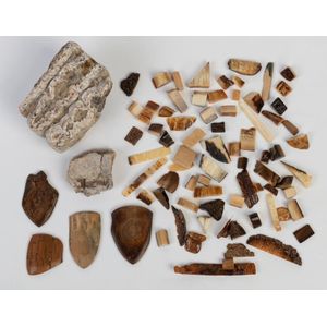 A collection of fossilised teeth, mineralised mammoth tusk and…