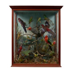 Victorian Bird Display - Artefacts of Prince Edward Island