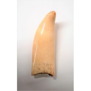 A large old sperm whale tooth, in good polish. Provenance: The…