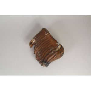 Extinct Woolly Mammoth tooth, Pleistocene 150,000 + years old,…