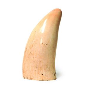 An old polished sperm whale's tooth, the base cut flat to allow…