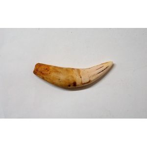 A vintage lion's tooth, natural polished tip end. Length 11.2…