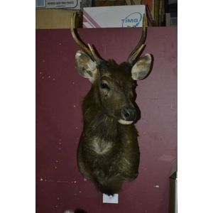 Taxidermy New Caledonia Rusa trophy shoulder mount, 29 inch…