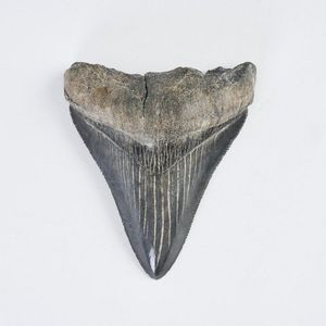 A Miocene period Megalodon shark tooth, the blue / grey enamel…